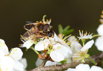 Insects, on a blurry background perform important spring tasks... Procreation.....