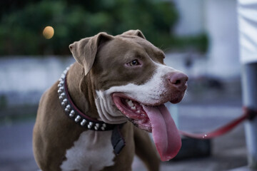 closeup, front view of a pitbull dog being played with in an urban area