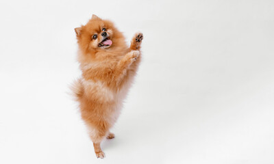 Portrait of a jumping Pomeranian dog on gray background. Make room for the text. Wide-angle horizontal wallpaper or web banner.