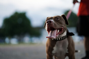 closeup, A brown pitbull dog that his owner is playing with in the city.