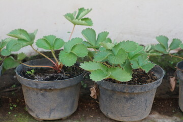 Strawberry plant seedlings in pots grows on the windowsill. Gardening concept, springtime. Copy space. Growing green leaves.Top view.
