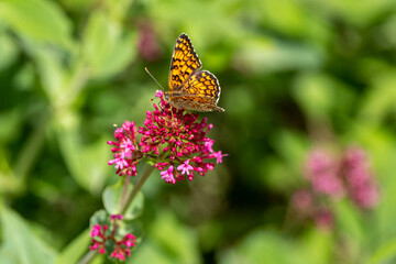 Orange butterfly on centranthus flower