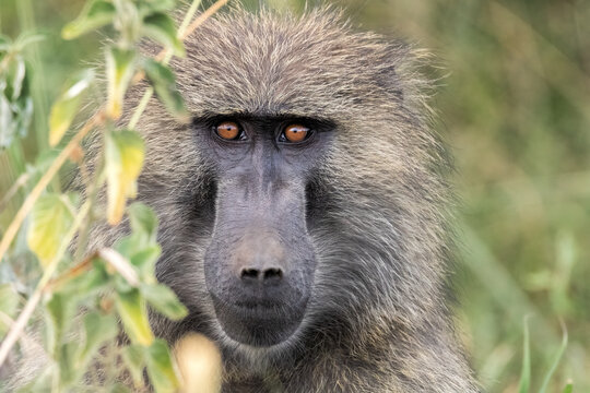 baboon sitting on the ground
