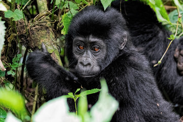 baby mountain gorilla in the forest
