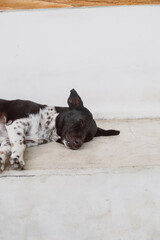 Black and white dog sleeping on the background of a white concrete wall