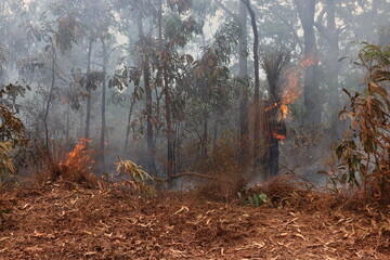 Forest fire on Cape York peninsula, Queensland, Australia