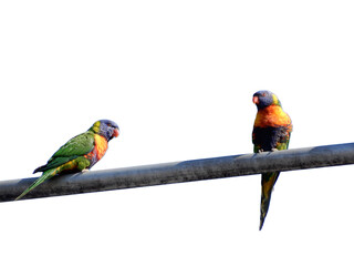A couple of colorful parrots sitting on gray wire with white background transparent PNG