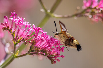 Moro sphinx (Macroglossum stellatarum) forages on centranthus flowers
