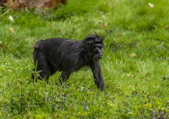 Celebes crested macaques, crested black macaques, Sulawesi crested macaque, black ape, Old world monkey