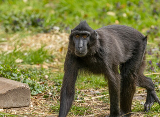 Celebes crested macaques, crested black macaques, Sulawesi crested macaque, black ape, Old world monkey