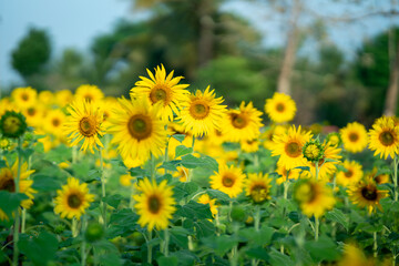 Beautiful Sunflower field background, International Sunflower Guerilla Gardening Day image