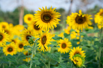 International Sunflower Guerilla Gardening Day image, Sunflower field background