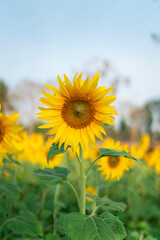 Fototapeta premium Big Sunflower on the field