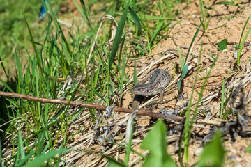 natural light. lizard. in the natural habitat. close-up. soft focus. bright sun