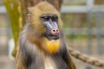 Mandrill, large monkey, ape in Amsterdam zoo sitting enjoying the sunshine with close up portrait of the red and blue face