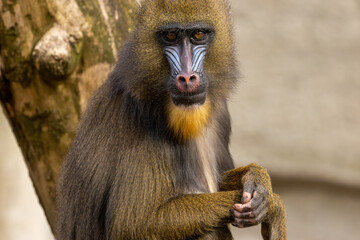 Close of portrait of a Mandrill enjoying the sunshine with lovely blue and red face 