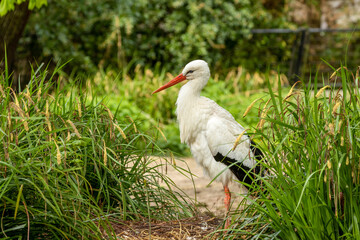 Large white stork standing in the sunshine, Amsterdam zoo