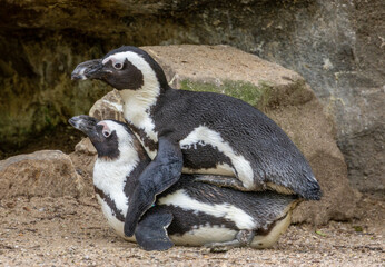 African penguins otherwise known as Jackass penguin couple mating, penguin courtship.  Also known as Cape penguin and black-footed penguin