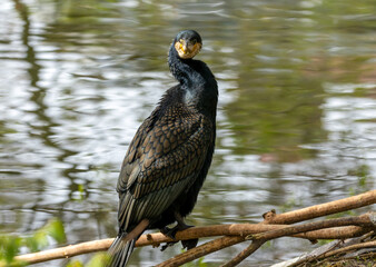 Cormorant perched on the side of water with lovely bright natural reflection 