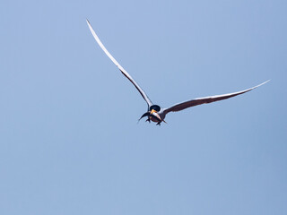 River tern with a catch 
