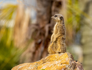 Meerkat on lookout duties in the sunshine 