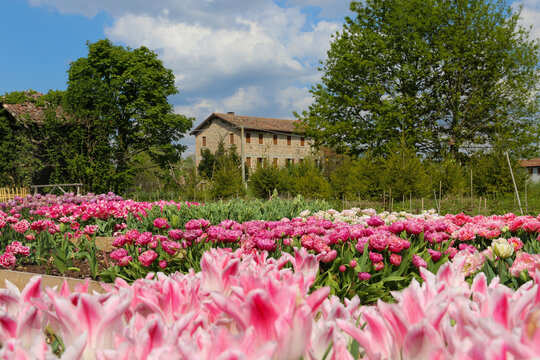 Paesaggio di campagna con campi di tulipani in fioritura in formato orizzontale