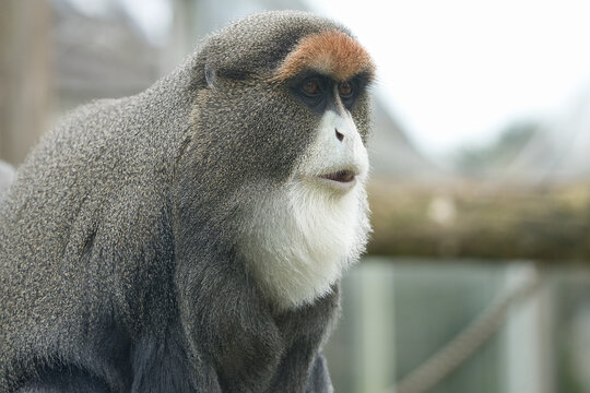 Debrazza's Monkey close up