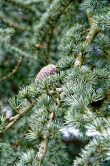 Close-up of pine tree needles and cones
