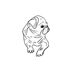 Vector sketch hand drawn silhouette of a pug puppy looking to the side, doodle art