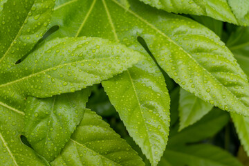 雨に濡れるヤツデ