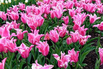 Tulips in an english cottage garden