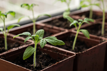 Small seedlings of lettuce growing in cultivation tray