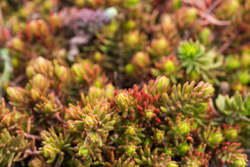 Sedum album coral carpet red succulent plant background. Sedum tetractinum ground covering. Landscaping of garden.