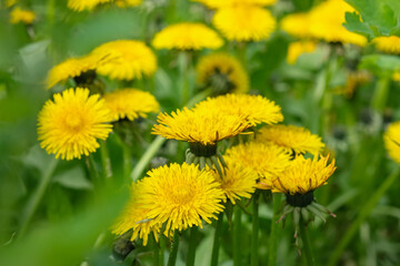 Close up of blooming yellow dandelion flowers Taraxacum officinale in garden on spring time.