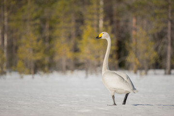 Whooper swan walks on a snowy bog in spring