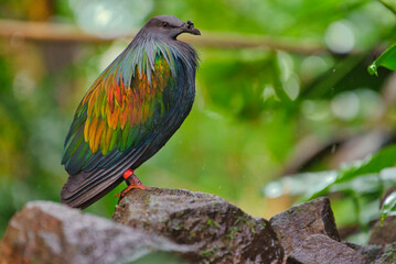 Urwald Vogel