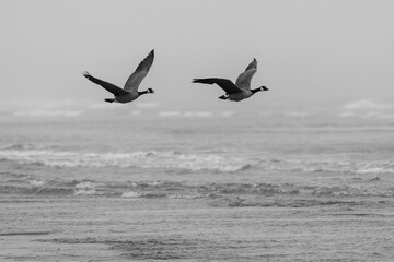 Canada geese flying in flight over the ocean