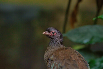 Urwald Vogel