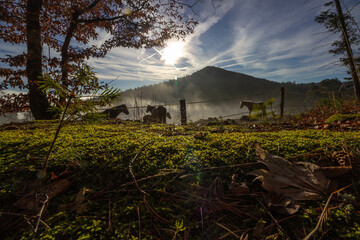 Fond d'ecran cheveaux