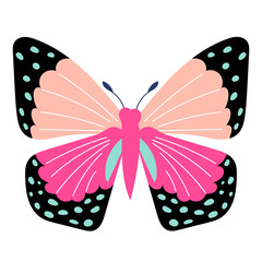 pink butterfly on white background isolated vector