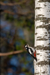 Adult female great spotted woodpecker (Dendrocopos major) perched on the side of a tree trunk in a park in Finland
