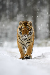 A tiger in the forest enjoys the fresh snow.