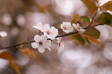 Cherry blossom. Pink sakura flowers.