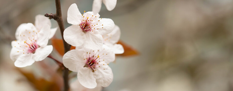Cherry blossom. Pink sakura flowers.