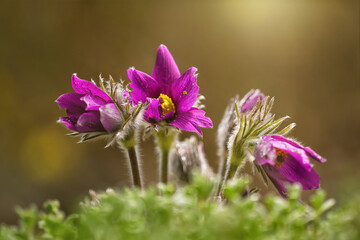 Fototapeta premium Large-flowered passerine growing in a meadow.
