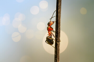 An ant climbs up and down a blade of grass next to an anthill.