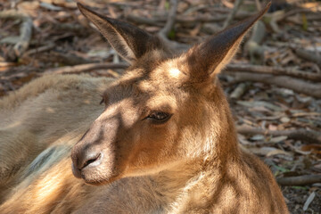 Red kangaroo (Osphranter rufus) the largest kangaroo species, found across mainland Australia