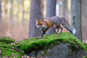 Naklejka na ściany i meble A fox sneaks through the forest looking for prey.