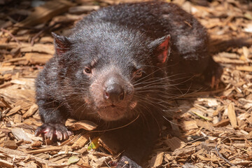 Tasmanian devil (Sarcophilus harrisii) (purinina) a carnivorous marsupial native to Tasmania, Australia. Recently reintroduced to mainland Australia