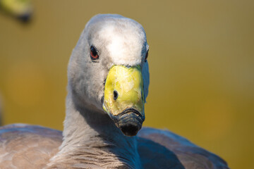 Cape Barren goose (Cereopsis novaehollandiae) resident in southern Australia